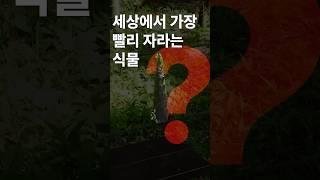 세상에서 가장 빨리 자라는 식물은?
