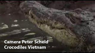 Crocodiles & Mangroves - WILDLIFE FILMS VIETNAM - Film production, drone, cameraman Ho Chi Minh City