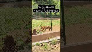 Sanjay Gandhi National Park Mumbai | Borivali West Mumbai | Wild Life Sanctuary #mumbai #borivali