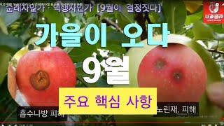 [사과재배] 방심하다가 후회할 수 있다/낙과예방/엽면살포/경도증가/한 병 다넣으면 큰일 납니다