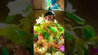 gopu sona r Sanu dorshon Radhe Radhe 