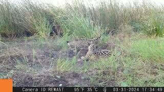 Argentinian Scientist Tours U.S. Jaguar Habitat