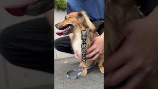 散歩が好きすぎる犬は何回目で飽きるの？ #shorts