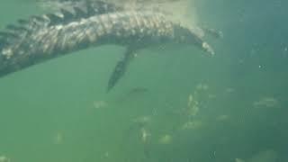 Crocodile in Cuba - Pax Arctica Expedition - Luc Hardy