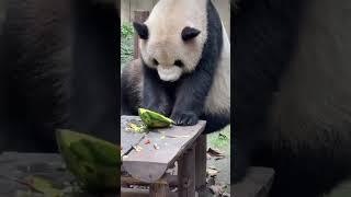 猪儿虫是真的爱吃西瓜