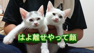 【保護猫】にゃんズ毎日新しい遊びを始めます！