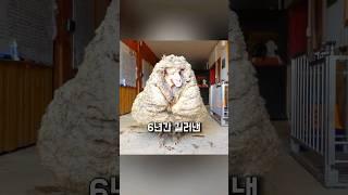 6년간 도망다니다 기네스기록 세워버린 양