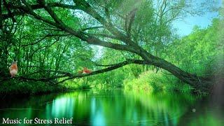 Relaxing Piano + Primary Nature Sounds . Soothing Music for Sleeping, Stress Relief, Relaxation 2