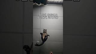 가성비 믿고 까부는 쇼핑몰 노스엔더스입니다...#남자쇼핑몰 #쇼핑몰 #봄코디 #남자코디 #스트릿룩 #캐주얼룩