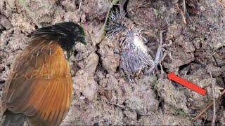 The baby but but bird almost died while digging in the ground