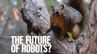 Squirrel! Army looks at nimble animals for robot research | MilTech