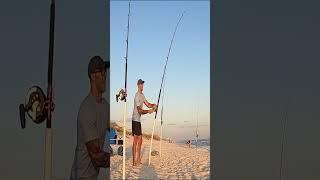 Catching Large Sharks on Public Beach