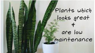 6 plants which looks great and are low maintenance houseplants | biosphereflora.