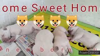 Home Sweet Home for Newborn puppies