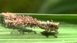 Jungle Nymph of Sulawesi  ..  ..  Ƣݔҩᾫ٨ӷ quaoar