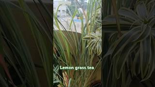 Lemon grass tea recipe/morning healthy drink/ #shorts #shortsfeed #lemongrasstea