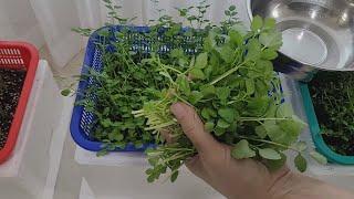 사계절 돌미나리 재배법 겨울철 실내에서 키울수 있는 수경재배 How to grow water parsley for all seasons / Hydroponic cultivation