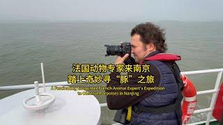 A Fascinating Encounter: French Animal Expert's Expedition to Observe Porpoises in Nanjing!