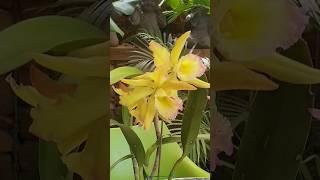 Cattleya Orchid Blooming today Iwanagara Appleblossom #orchids #orchidworld #orchidcollection