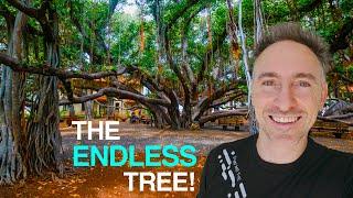 The Endless Tree | Lahaina Banyan Tree