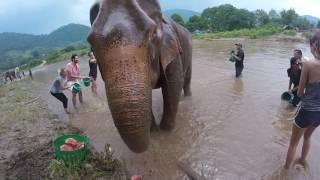 Bathing an elephant