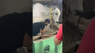 BIG BULL FROM ALHAQ DAIRY #cow #dairyfarming #trending #bull #shorts