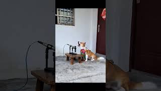 Dog Speech | #funnyvideo #fun #funtymunty #dog