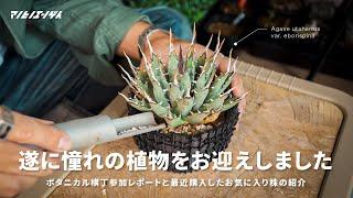 遂に憧れの植物をお迎えしました。「ボタニカル横丁」参加レポートと植え替えの様子｜アガベ｜塊根植物｜植物イベント｜