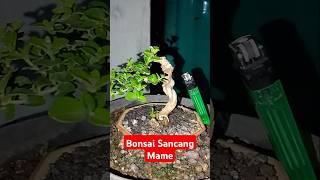 Sancang mame bonsai #shorts #bonsai #barudak_kbsc