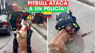 PITBULL ATACA a un POLICÍA en la CALLE y tuvieron que DISPARARLE para que lo soltara 