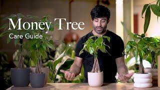 Money Tree Care Guide - Picking, Placing, and Parenting Your Plant