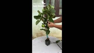 Giống Ổi Ruby Ruột Đỏ CỰC NGON - Trực tiếp tại Nhà vườn Bảo Khánh ™