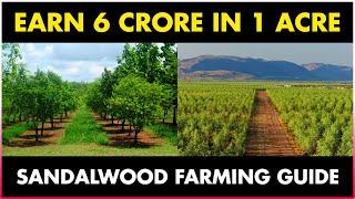 SANDALWOOD FARMING / SANDALWOOD CULTIVATION