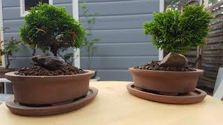 The Bonsai Pot effect