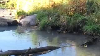 mink in stream