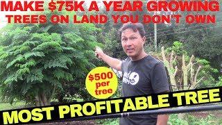 Make $75,000 Growing this Cash Crop Tree without Owning Farm Land