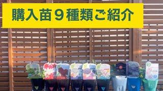 購入苗９種類のご紹介です