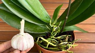 Put 1 Garlic On The Root And The Orchid Will Grow Miraculously All Year Long