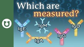 What does the quantitative immunoglobulin test measure?