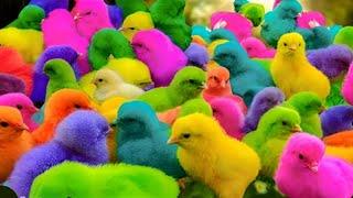 World Cute Chickens, Colorful Chickens, Rainbow Chickens, Beautiful Chickens, Episode 49