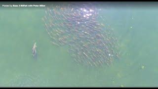 Season 7 Chasing GIANT schools of redfish on topwater with Peter Miller