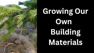 Growing our own timber beams for natural building