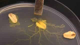 Physarum polycephalum: Subculturing on clean agar