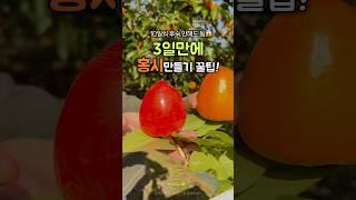 3일만에 홍시 만들기 꿀팁‼️