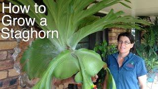 Grow a Staghorn Fern on your Veranda, House or Tree in Australia