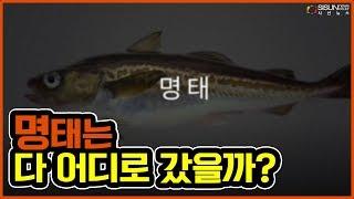 그 많던 ‘명태’는 다 어디로 갔을까? [지식의창]