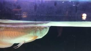 Arowana drop eye. (Preventive)