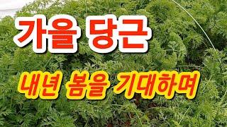 덜 자란 가을 당근 부직포랑 비닐로 보온해서 월동하기 #당근 #주말농장 #도시농부