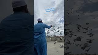 Bholu Qureshi ka lashkar #foryou #kabootar #delhipigeonlover #shortvideo #viral #song