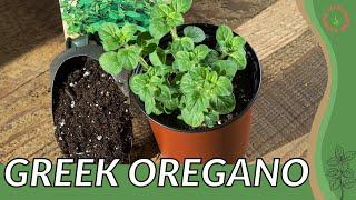 GREEK OREGANO Growth, Growing and Care Tips! (Origanum vulgare hirtum)